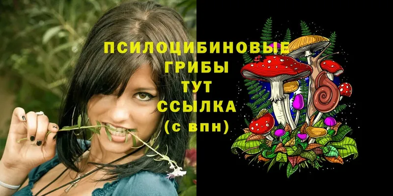 Псилоцибиновые грибы Cubensis  блэк спрут зеркало  Удомля  купить  