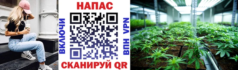 Конопля Bruce Banner Удомля